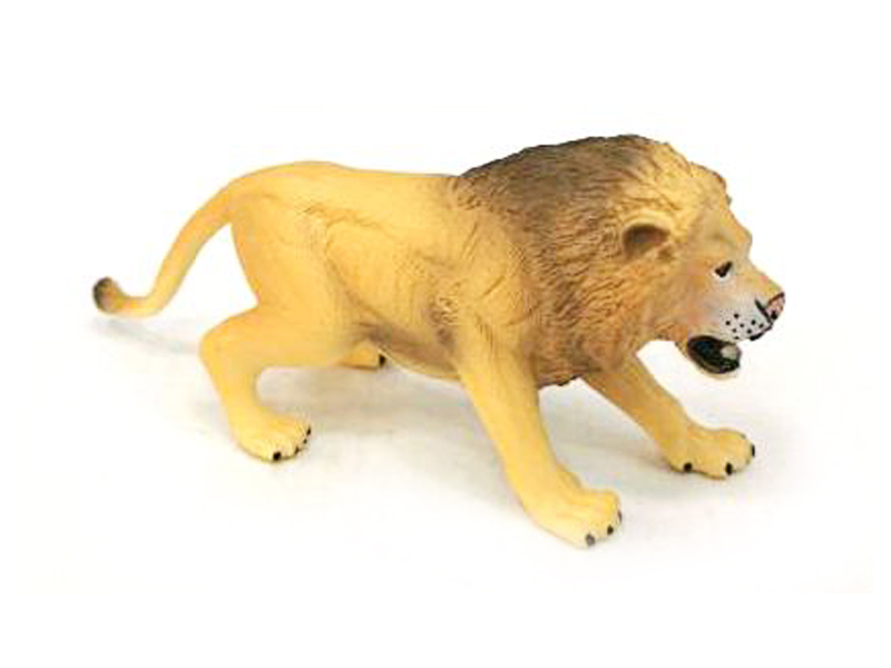 Male Lion