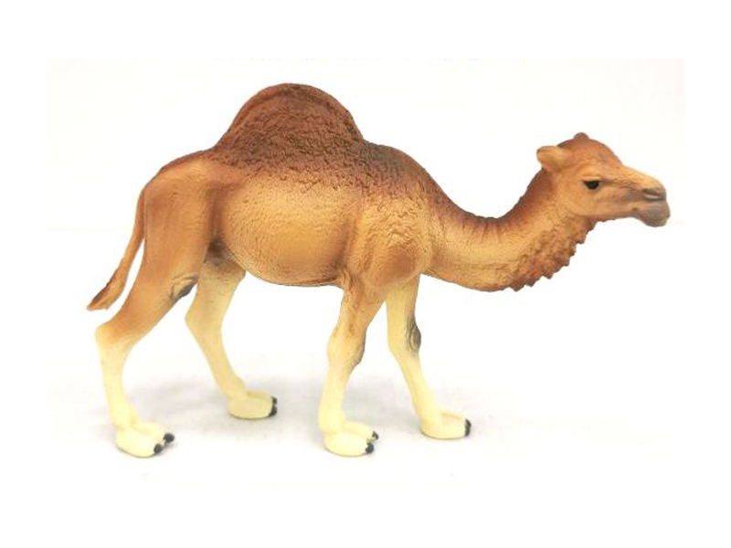 One-Humped Camel