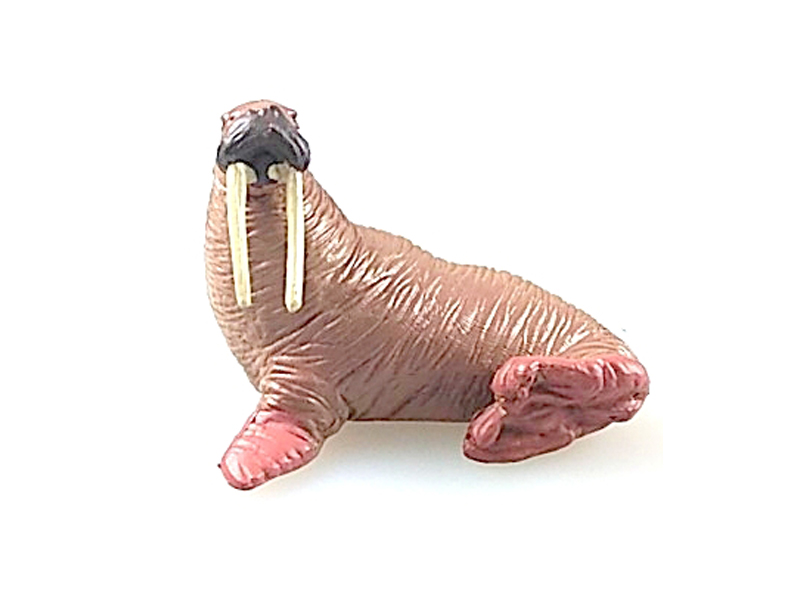 Walrus