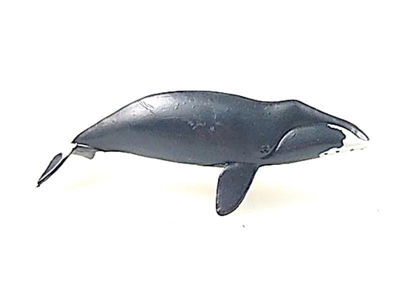 Right Whale