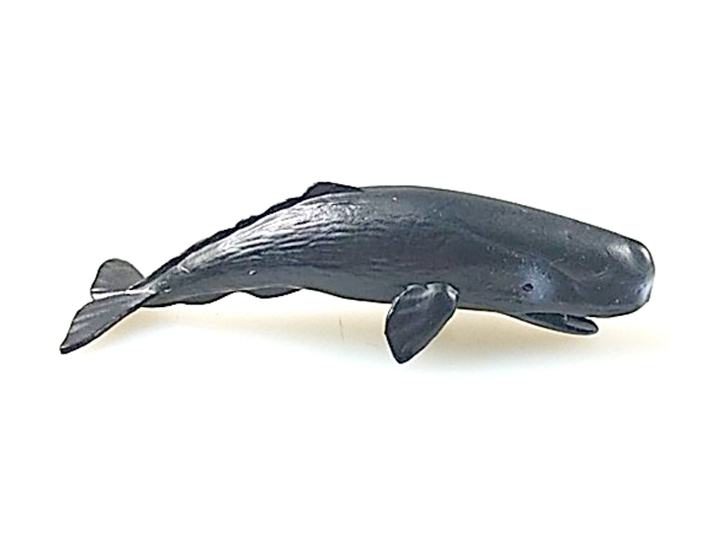 Sperm Whale