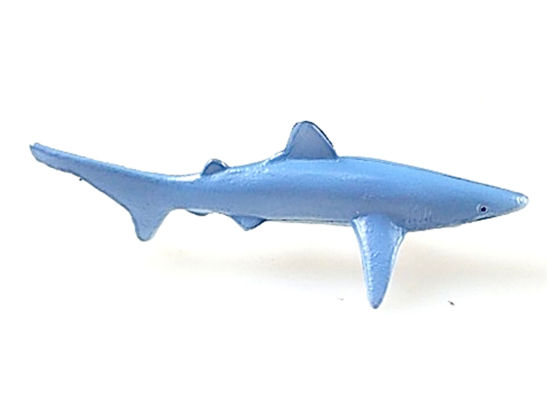 Blue Shark