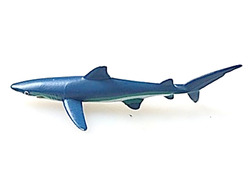 Blue Shark