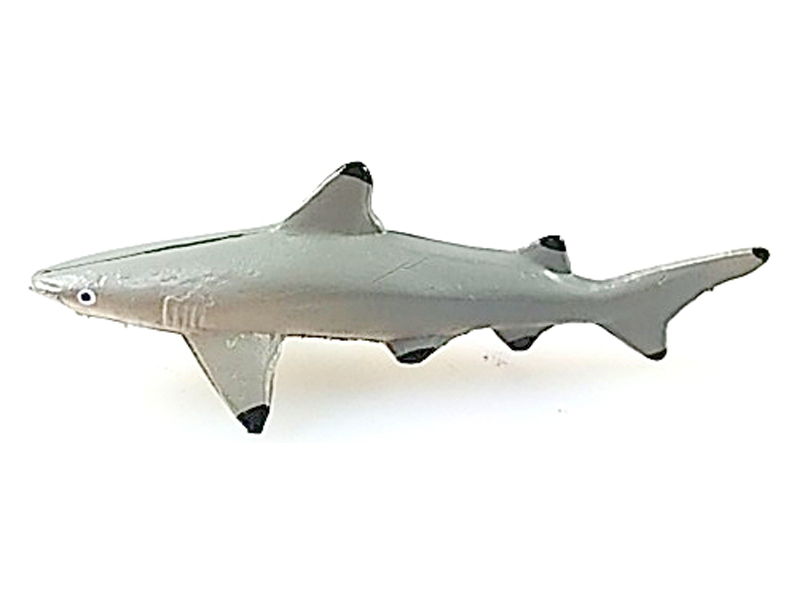 Black Fin Shark