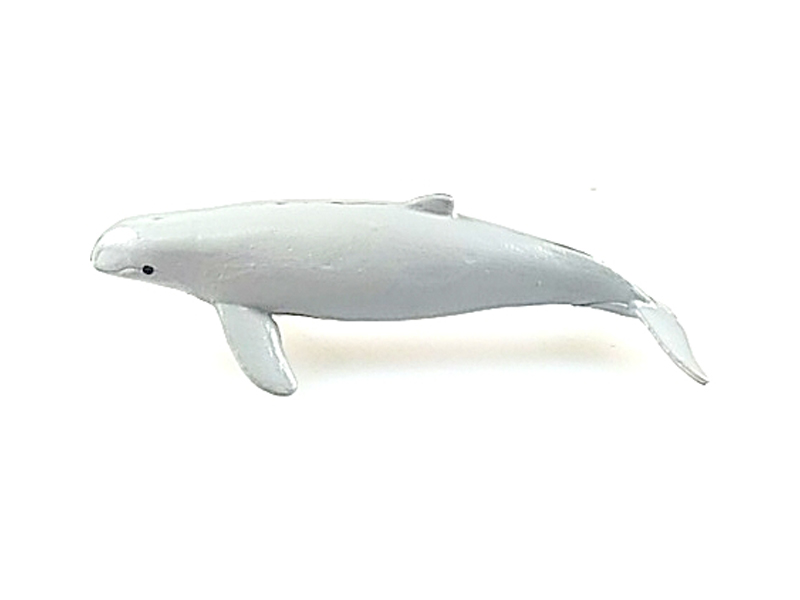 Pilot Whale