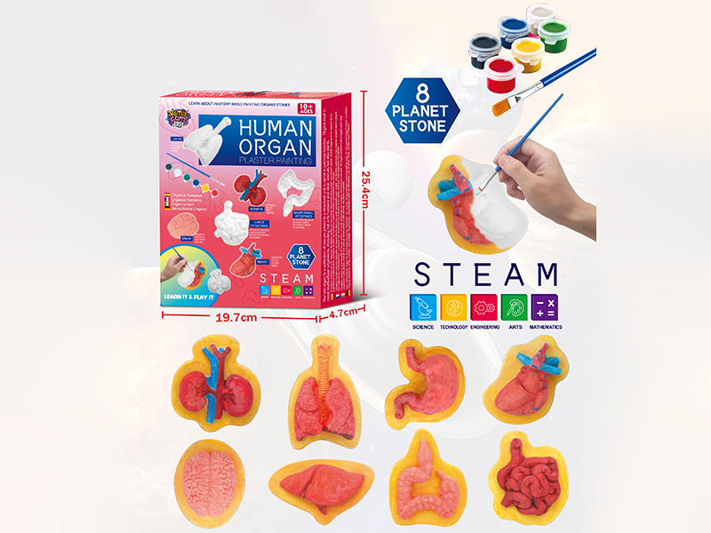 Plaster Coloured Drawing-Human Organ