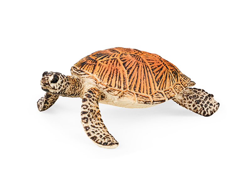 Sea Turtle Animal Model