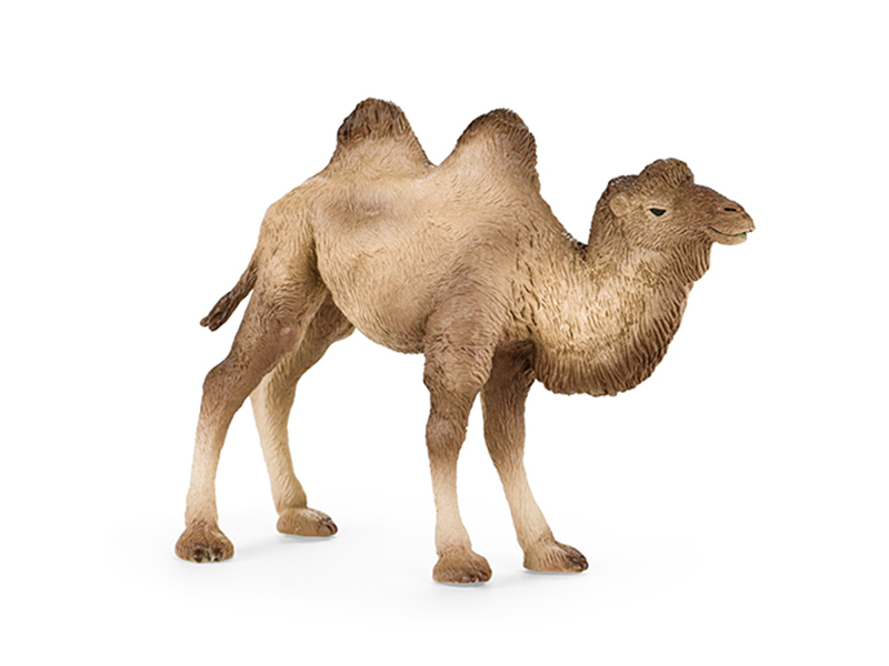 Camel Animal Model