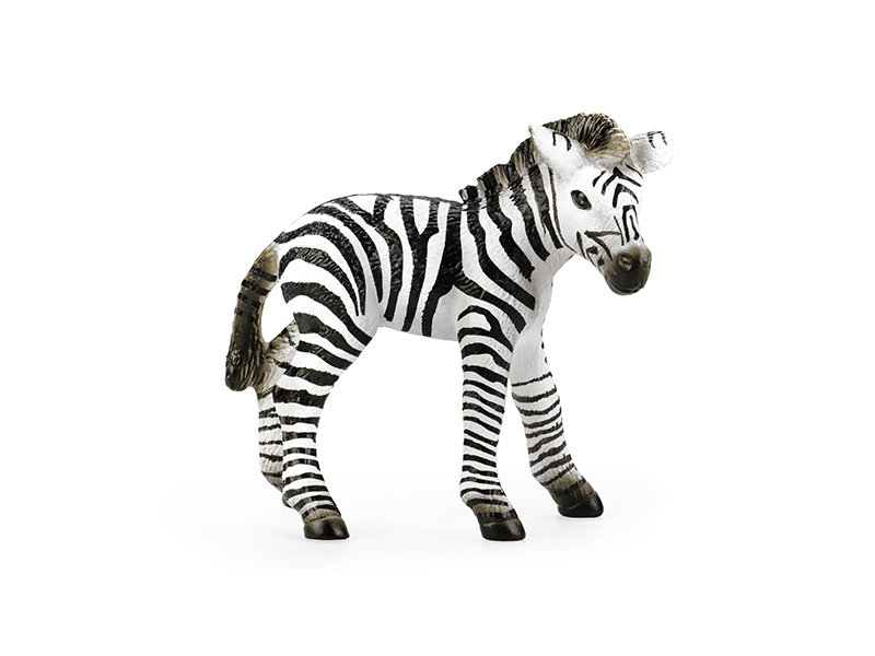 Little Zebra Animal Model