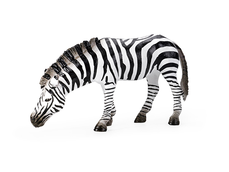 Zebra Animal Model