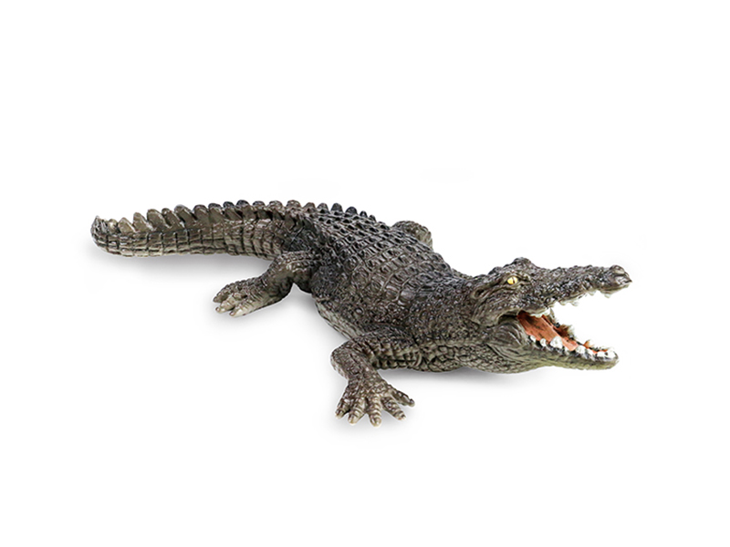 Crocodile Animal Model