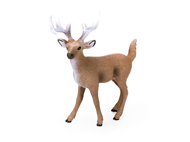 White-Tailed Deer Animal Model