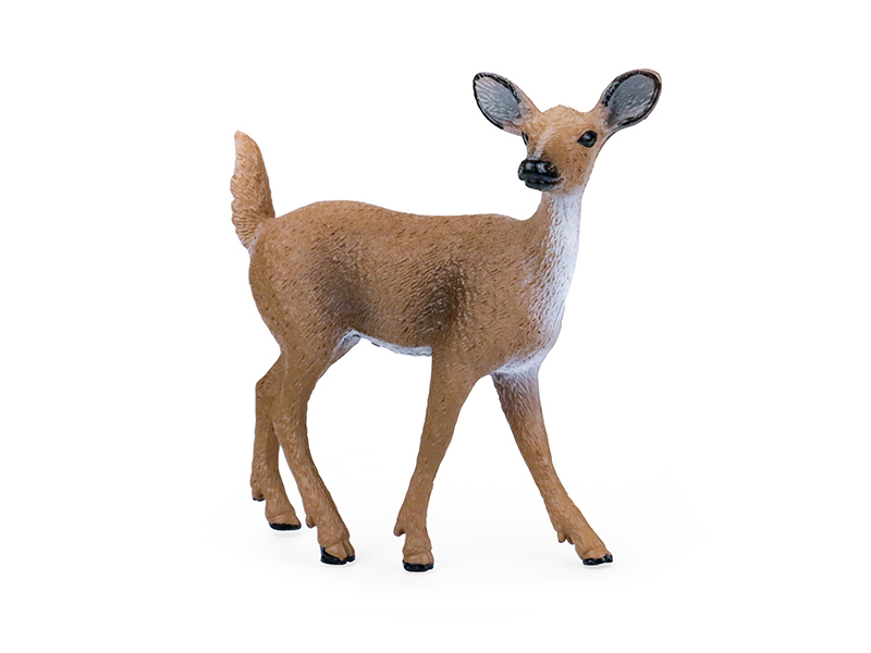 Female White-Tailed Deer Animal Model