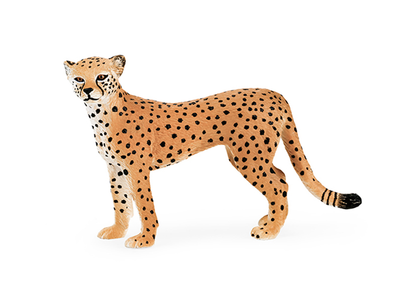 Female Cheetah Animal Model