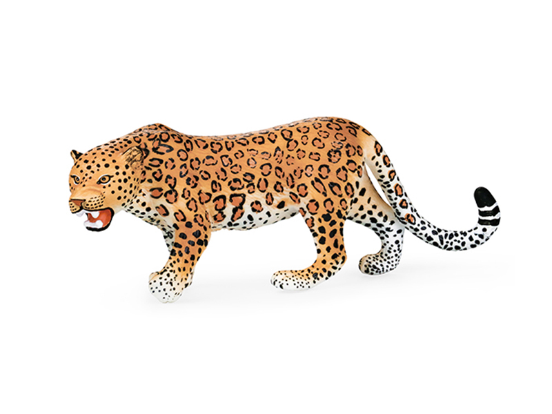 Leopard Animal Model