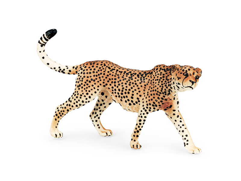 Female Leopard Animal Model