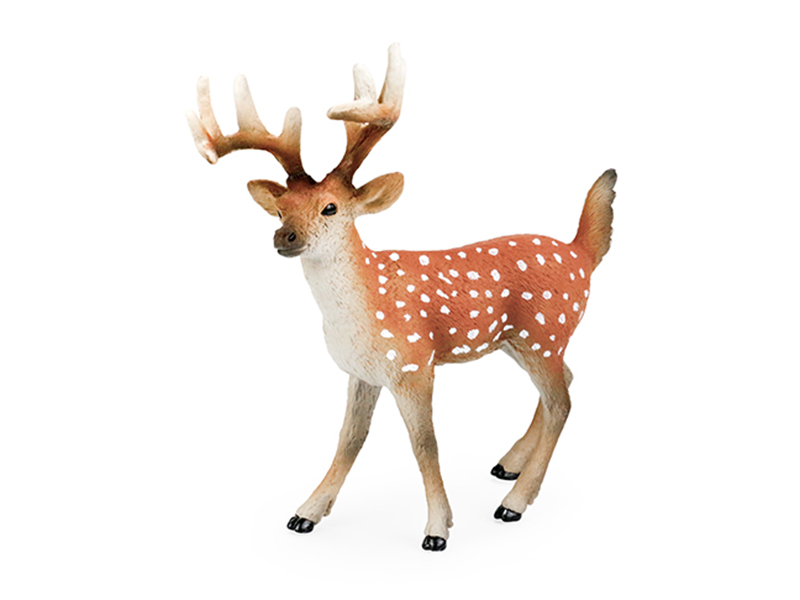 Male Sika Deer Animal Model