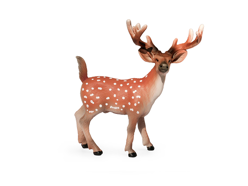 Male Sika Deer Animal Model