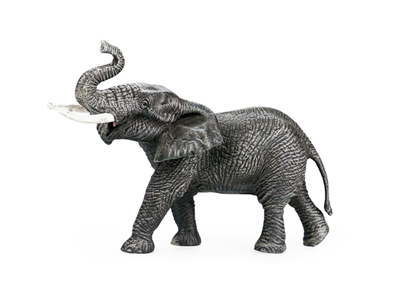 Bull Elephant Animal Model