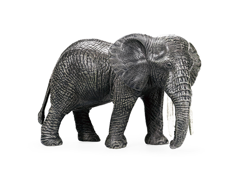 Cow Elephant Animal Model