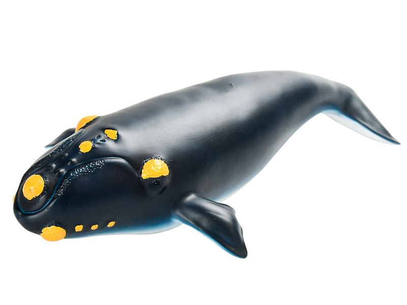 Vinyl Model Right Whale Without IC