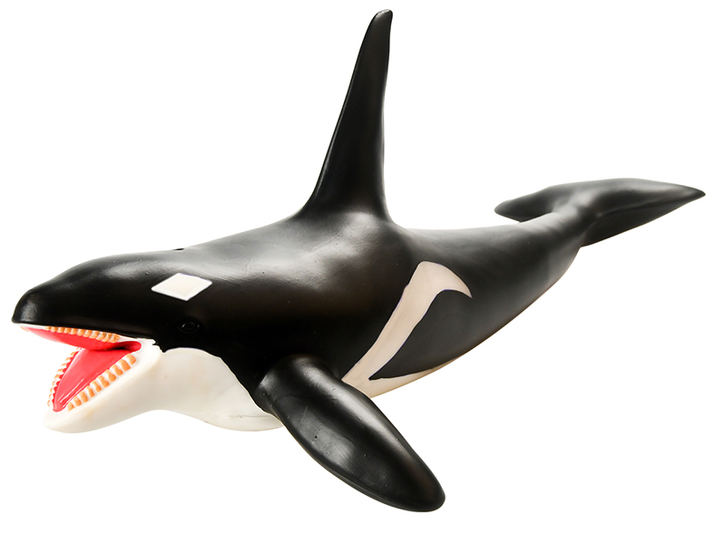 Vinyl Model Billhead Shark Without IC