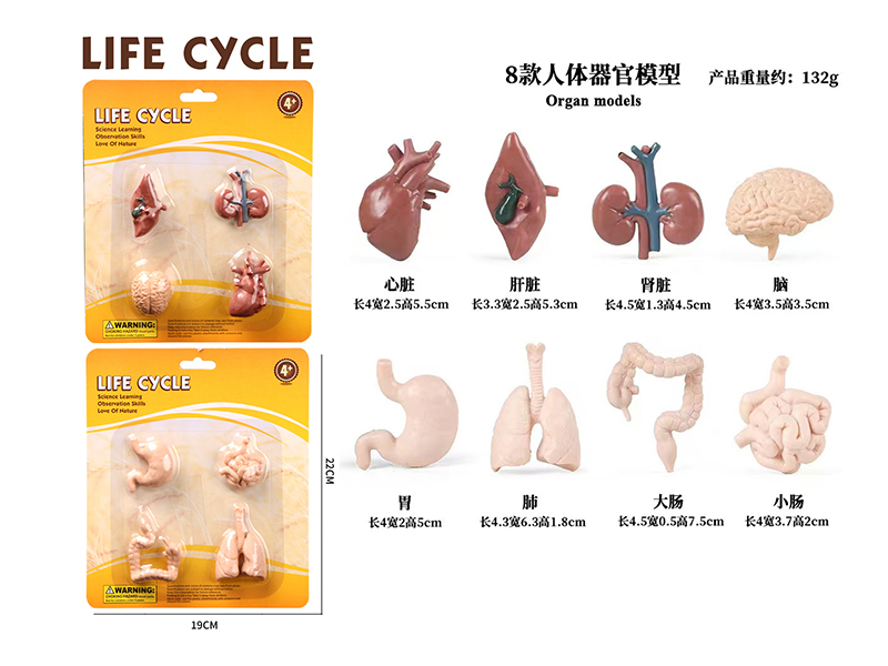 Human Organ Model