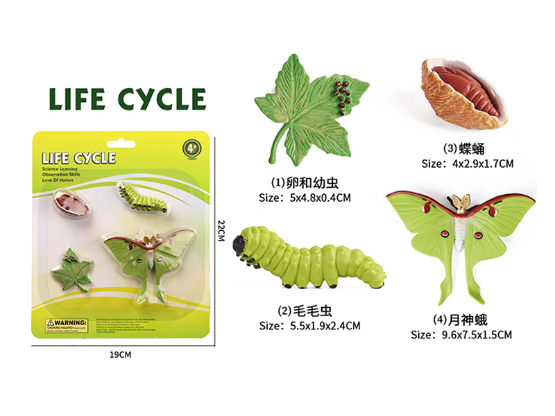 Growth Cycle - Moon God Moth