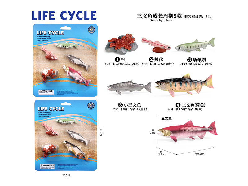 Growth Cycle - Salmon