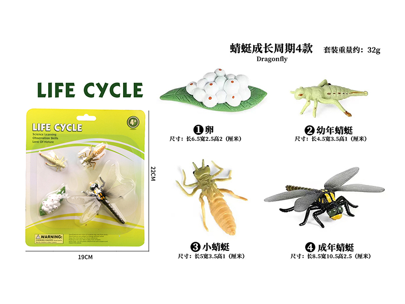 Growth Cycle - Dragonfly