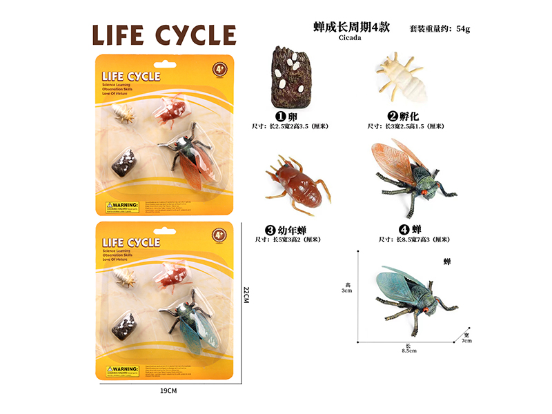 Growth Cycle - Cicada