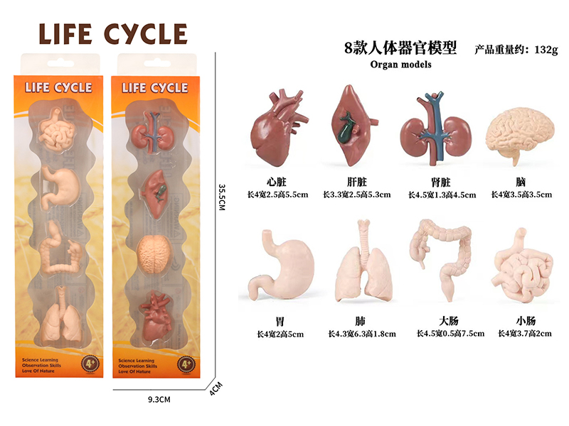 Human Organ Model