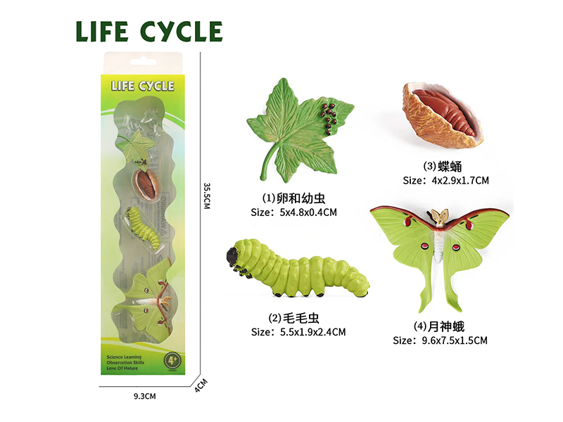 Growth Cycle - Moon God Moth