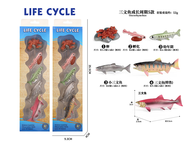 Growth Cycle - Salmon