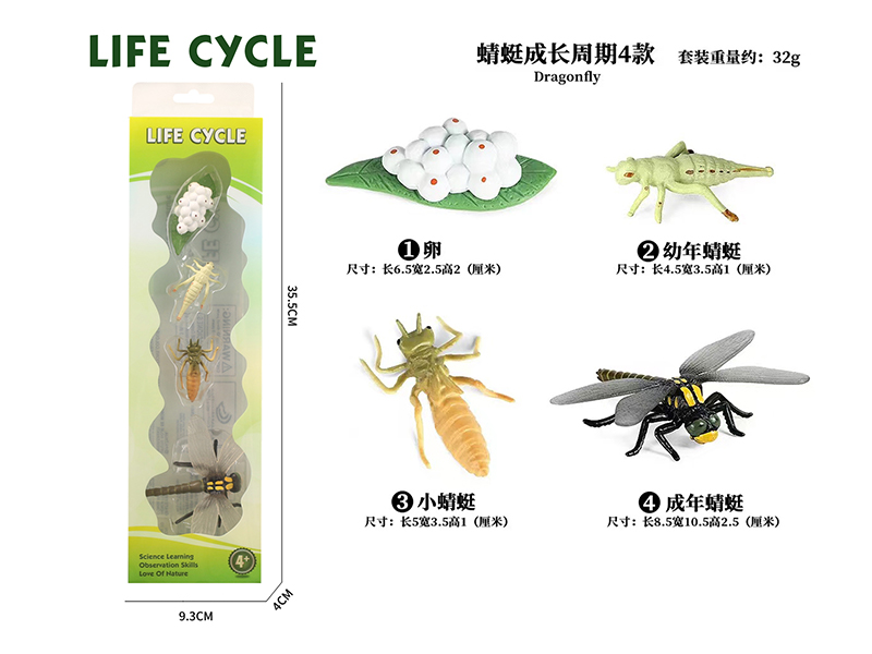 Growth Cycle - Dragonfly