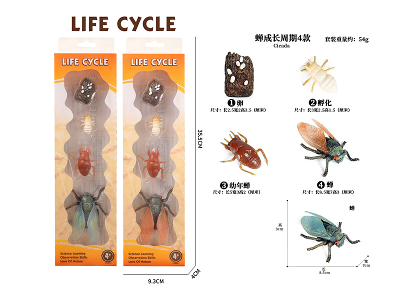 Growth Cycle - Cicada