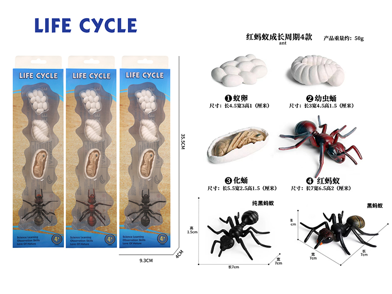 Growth Cycle - Ants