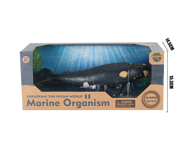 Sea Animal Model - Nordcaper Whale