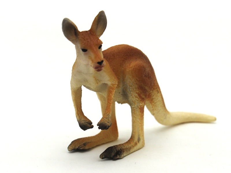 Male Kangaroo