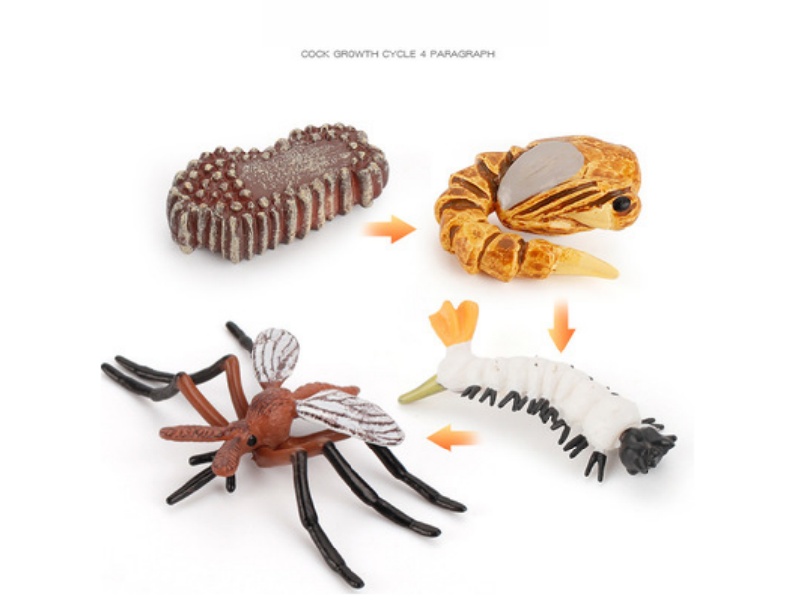 Mosquitoes Life Cycle Model