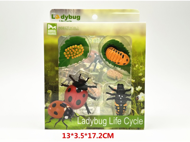Ladybug Life Cycle Model