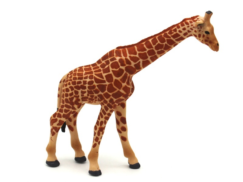 Female Giraffe