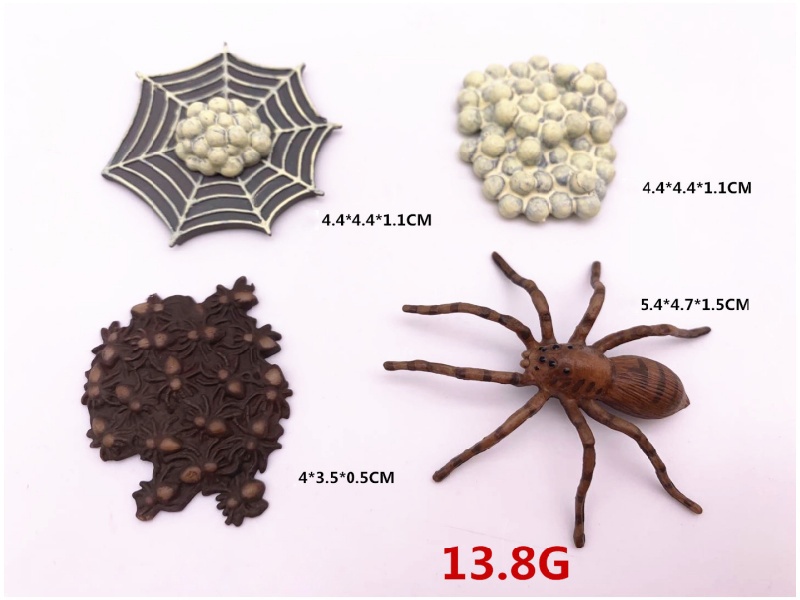 Spider Life Cycle Model