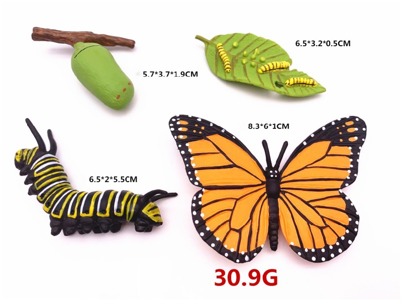 Butterfly Life Cycle Model