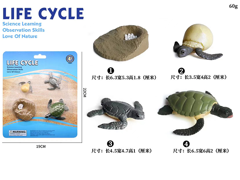 Turtle Life Cycle Model 4pcs