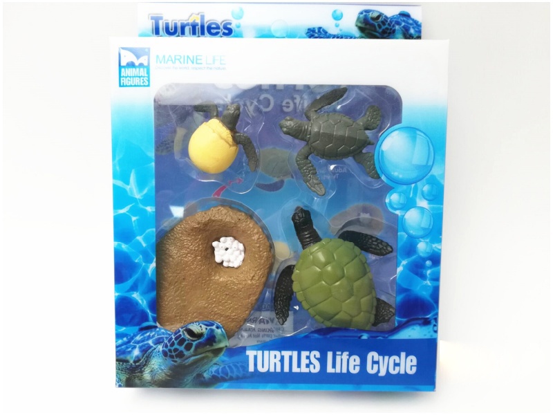 Turtles Life Cycle Model