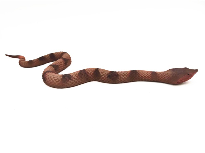 Ancistrodon Acutus Model