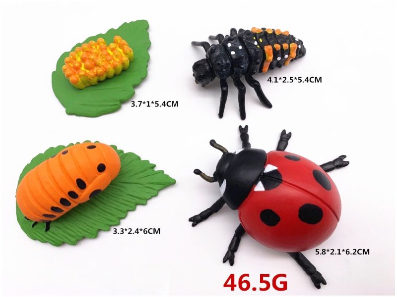 Ladybug Life Cycle Model