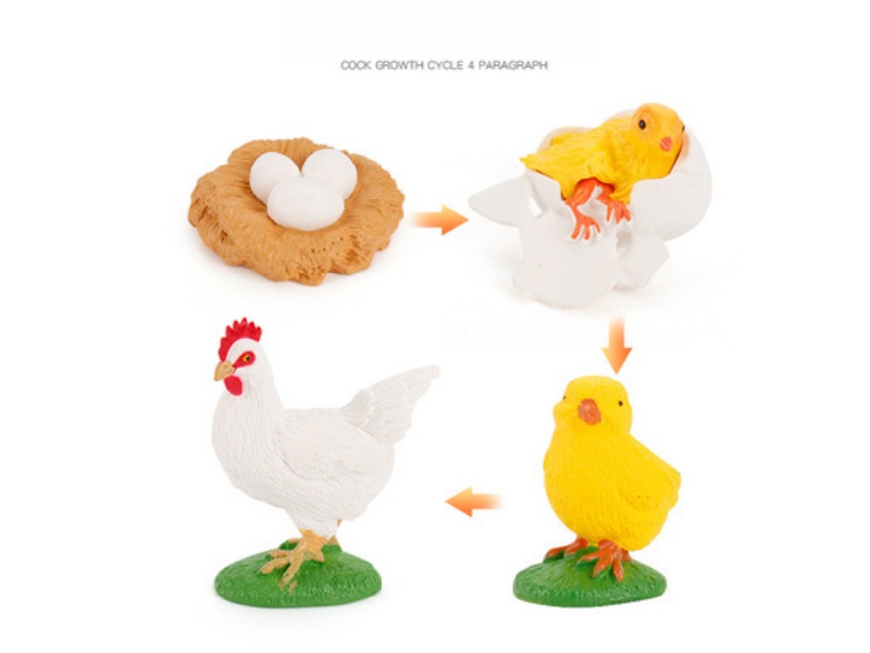Chicken Life Cycle Model