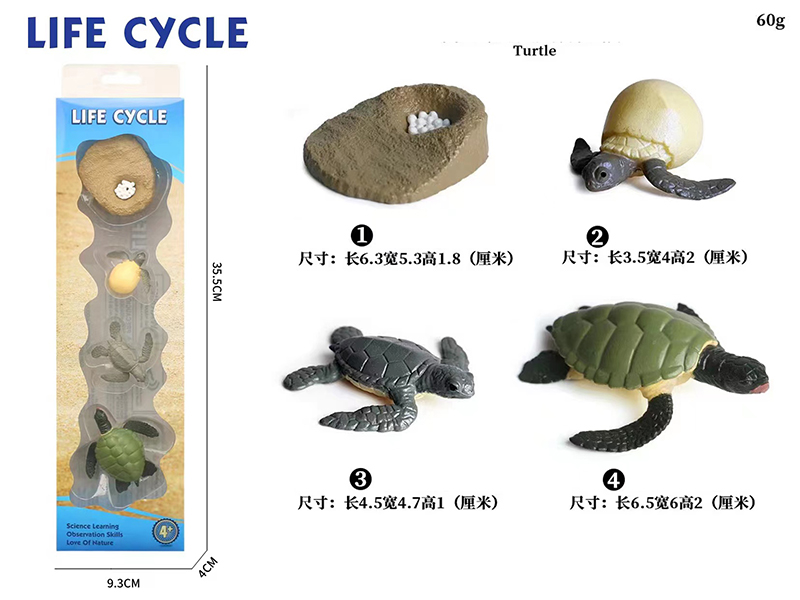 Turtle Life Cycle Model 4pcs